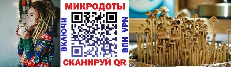 Галлюциногенные грибы Psilocybe  купить наркотик  Каменск-Шахтинский 